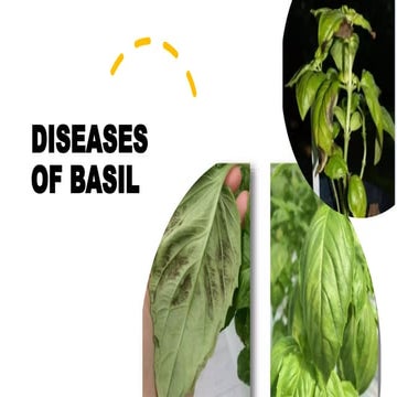 Diseases of basil and mint | PPTX
