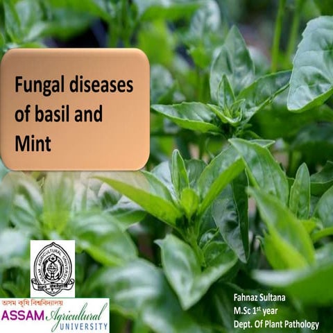 Diseases of basil and mint | PPTX