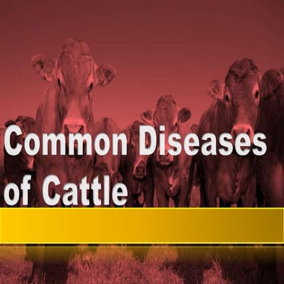 TLE - Horticulture Cattle Raising