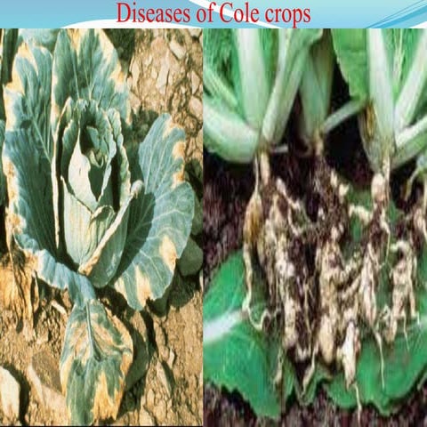 Diseases of cole crops by MD. RAMJAN