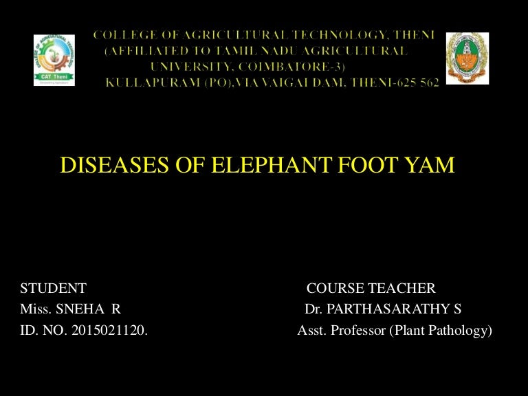 Diseases of elephant foot yam