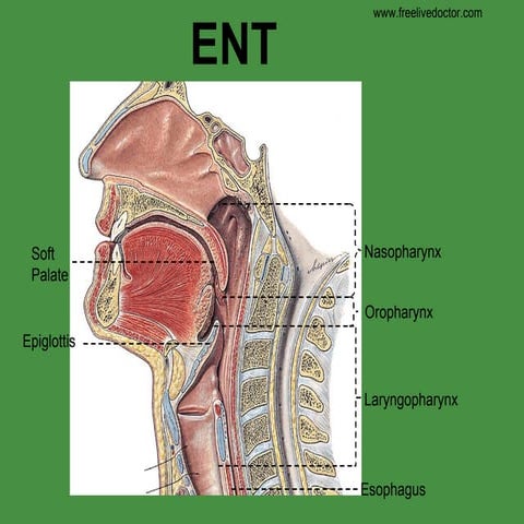 ENT assessment | PPT