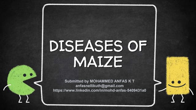 Diseases of maize (PATH)
