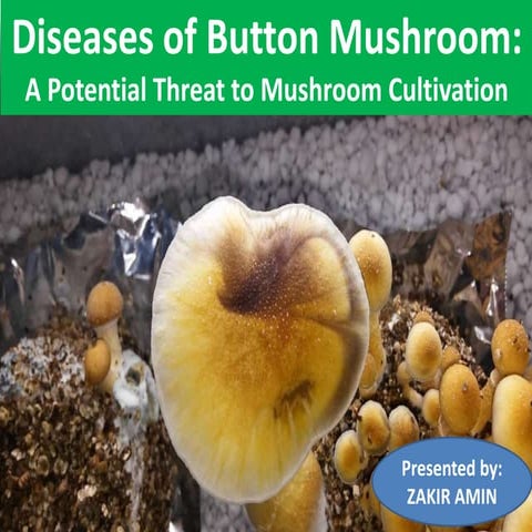 Diseases and insect Pests of Mushroom . | PPTX