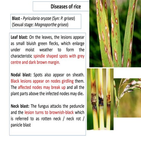 1. Diseases of rice | PPTX