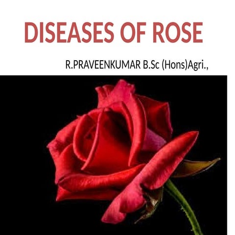 DISEASES OF ROSE PPT IN PATHOLOGY DEPARTMENT