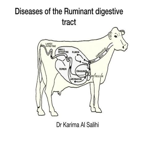 Diseases of the ruminant digestive tract 