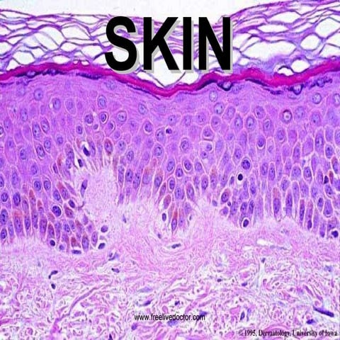Diseases of the skin