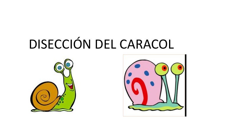 Diseccion Del Caracol