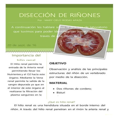Diseccion de riñones