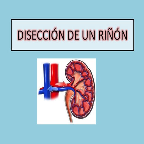 Diseccion De Un RiñOn | PPT