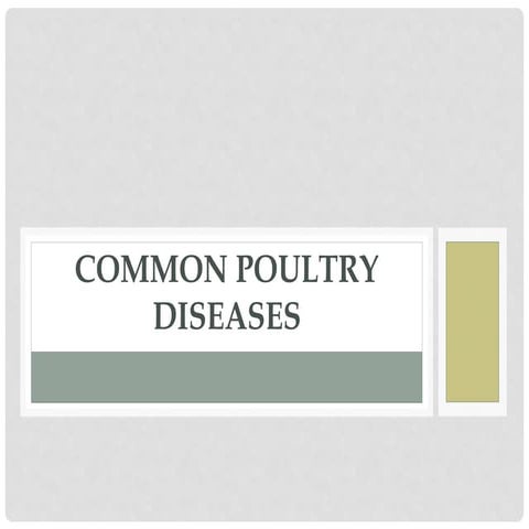Common Poultry diseases and vaccination