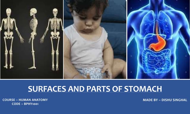 Surfaces and parts of stomach