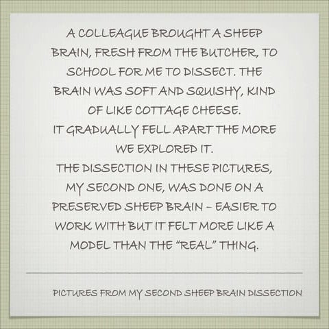 Sheep Dissection