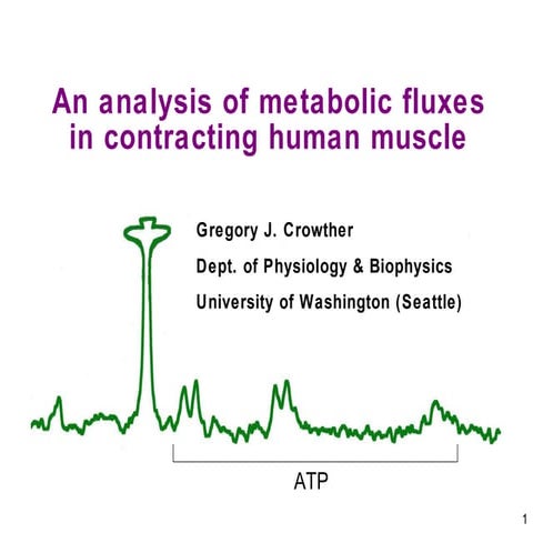 An analysis of metabolic fluxes in contracting human muscle