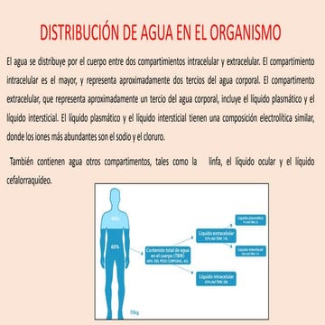 Distribucion de agua en el organismo