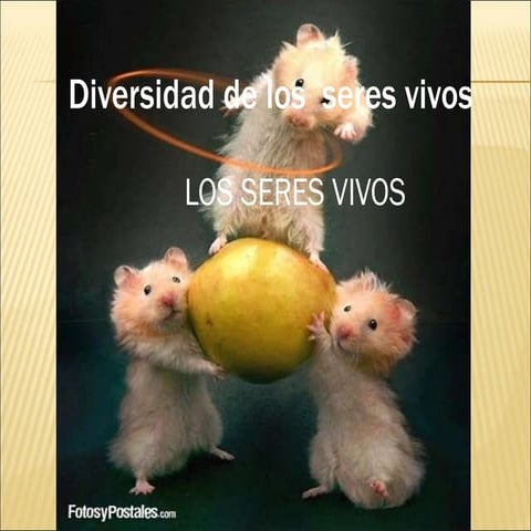 Diversidad De Seres Vivos Kevin Silloca 1º Csec.