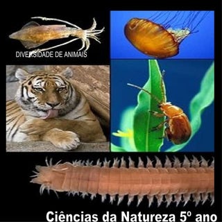 Diversidade dos animais