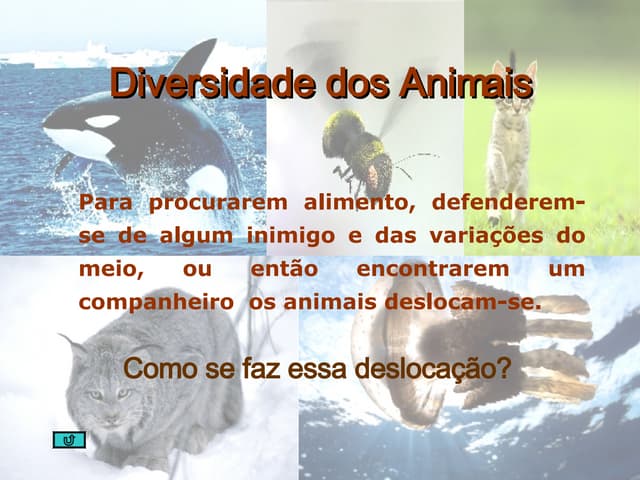 Diversidade Nos  Animais