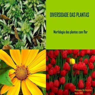 Diversidade Das Plantas