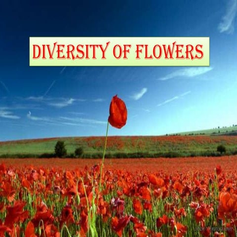 Diversity of flowers