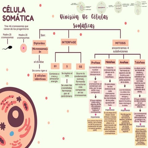 División de la célula somática | PDF