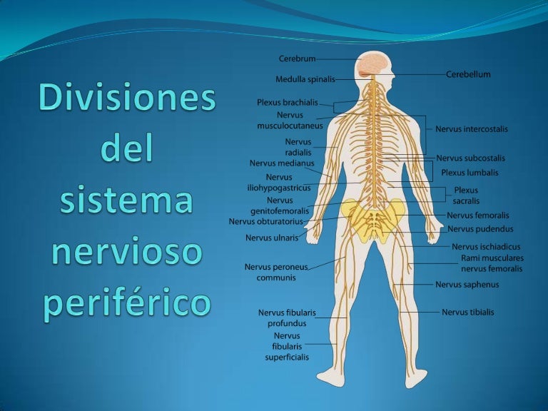 Como Se Divide El Sistema Nervioso