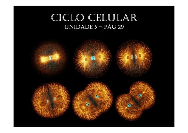 Divisão celular  mitose e meiose