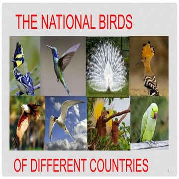 Divya birds of the world project | PPTX