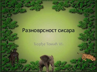 Raznovrsnost sisara, VI razred