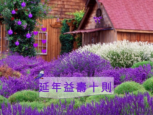 Dlistwang You Light Up My Life