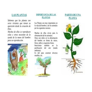 Triptico de las plantas