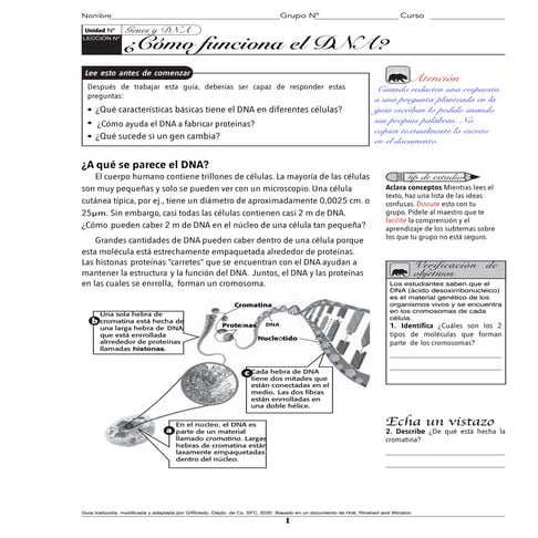  ¿Cómo funciona el Dna? Guía de biología octavo de enseñanza básica, 