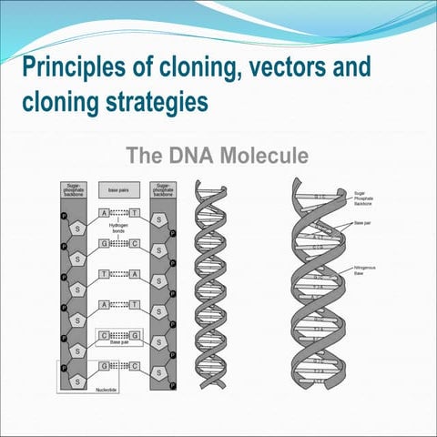 dna-cloning- transformation.ppt