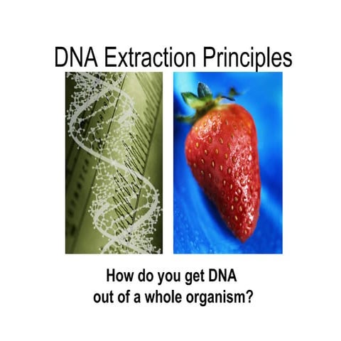 Extraction of DNA from human cheek cells