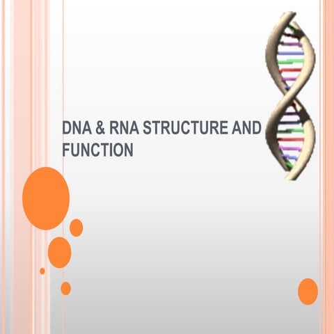 Dna and rna