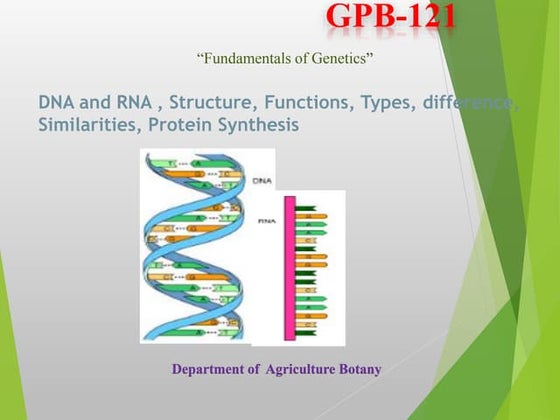 DNA and RNA , Structure, Functions, Types, difference, Similarities, Protein ...