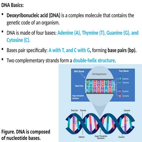 DNA basics-Introduction to DNA structureptx