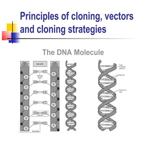 Dna cloning intro