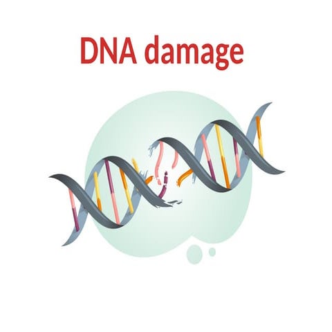 DNA damage 1.pptx for pg students in studies | PPTX