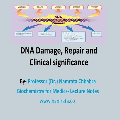 DNA damages and repair
