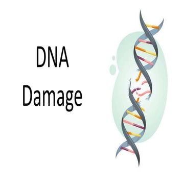 DNA Damage and Repair.pptx