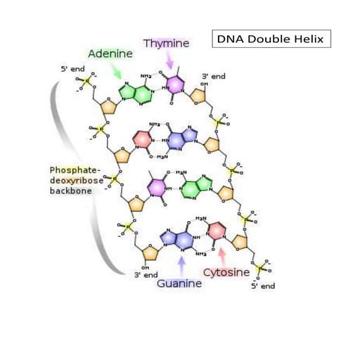 Dna double helix