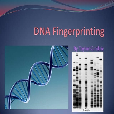 Dna fingerprinting