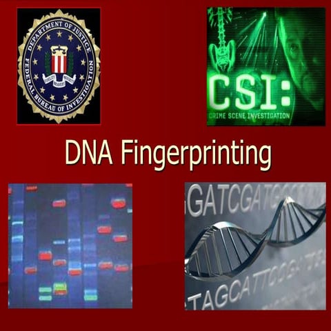 Understanding DNA Fingerprinting: Techniques and Applications in ...