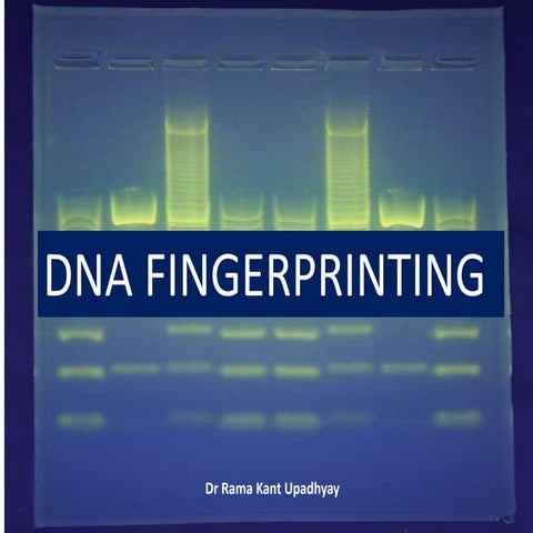 DNA FINGERPRINTIN Class XII Biology.pptx