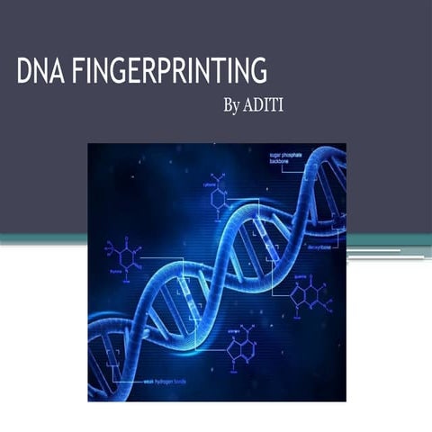 DNA FINGERPRINTING.pptx. it is a biotechnology techniques used in forensic science