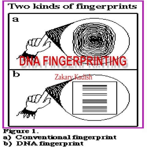Dna fingerprinting science project pp
