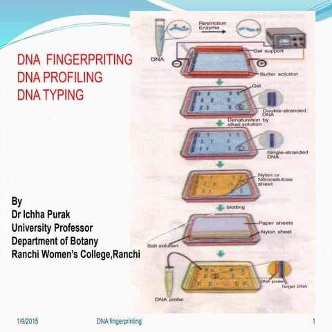 DNA fingerprinting 7 jan 2015