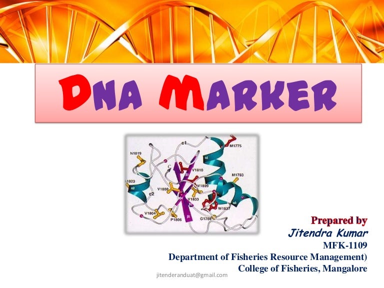 DNA Marker